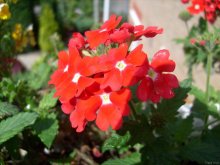 Blumen