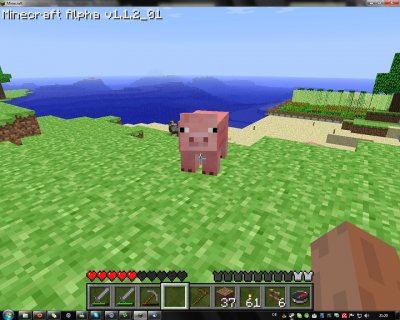 pig