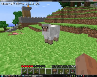 sheep
