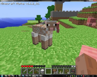 sheep2