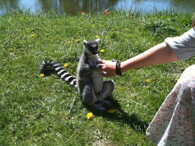lemur