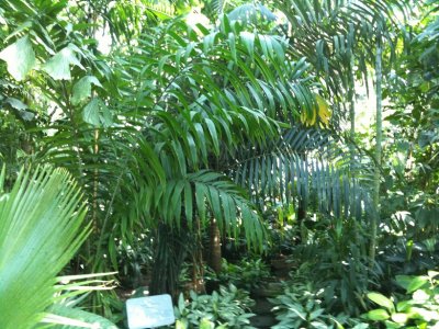 urwald